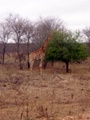 100_3372.jpg