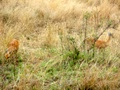 100_3386.jpg
