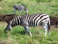 100_3628.jpg