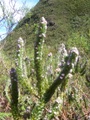 100_3781.jpg