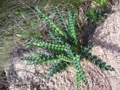 100_3784.jpg