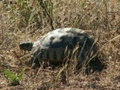 pict0018.jpg