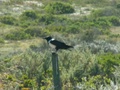 pict0027.jpg