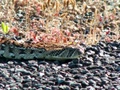 pict0047.jpg