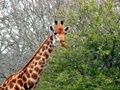 pict0442.jpg