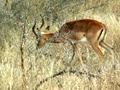 pict0446.jpg