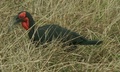 pict0454.jpg