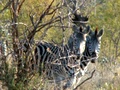 pict0513.jpg
