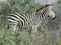 pict0516.jpg