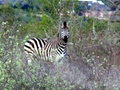 pict0517.jpg