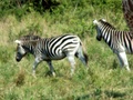 pict0580.jpg