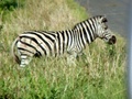 pict0582.jpg