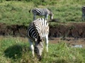 pict0589.jpg