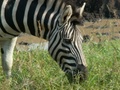 pict0590.jpg