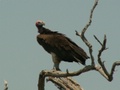 pict0635.jpg