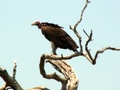 pict0636.jpg