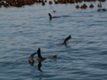 pict0735.jpg