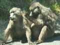 pict0761.jpg