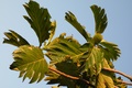 dscn1706.jpg