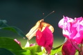 dscn1950.jpg