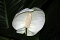 dscn1965.jpg