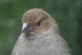 dscn2138.jpg